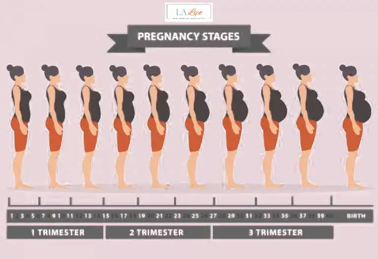First Trimester (Weeks 1–12): Early Changes You Might Not Notice Bow